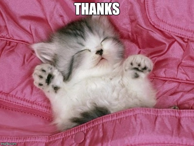 cute kitten sleeping  | THANKS | image tagged in cute kitten sleeping | made w/ Imgflip meme maker