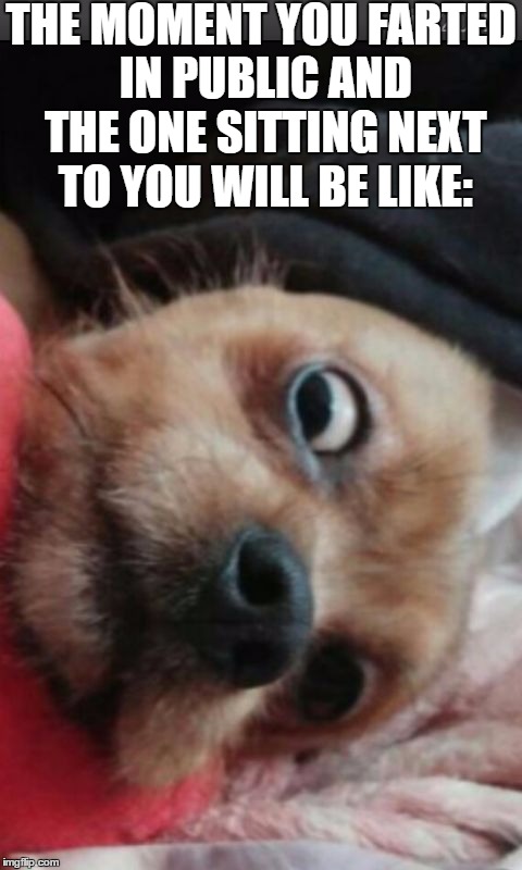 sjonnie the shocked Doggy | THE MOMENT YOU FARTED IN PUBLIC AND THE ONE SITTING NEXT TO YOU WILL BE LIKE: | image tagged in sjonnie the shocked doggy | made w/ Imgflip meme maker