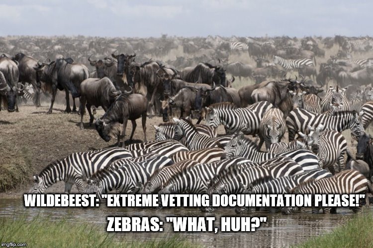 wildebeest and zebras, some animals learning the wrong things | WILDEBEEST: "EXTREME VETTING DOCUMENTATION PLEASE!"; ZEBRAS: "WHAT, HUH?" | image tagged in immigration,trump immigration policy,muslim ban,trump wall,theresistance | made w/ Imgflip meme maker