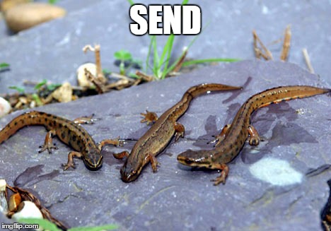 Classic Newts | SEND | image tagged in girlfriend | made w/ Imgflip meme maker