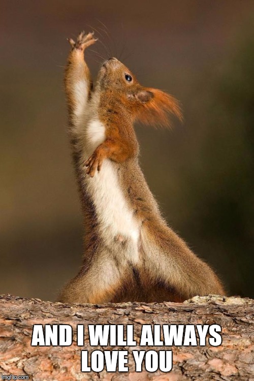Dancing Squirrel | AND I WILL ALWAYS LOVE YOU | image tagged in dancing squirrel | made w/ Imgflip meme maker