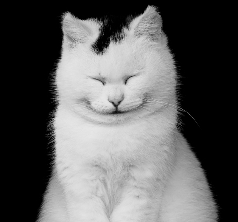 White Cat Grin Blank Meme Template