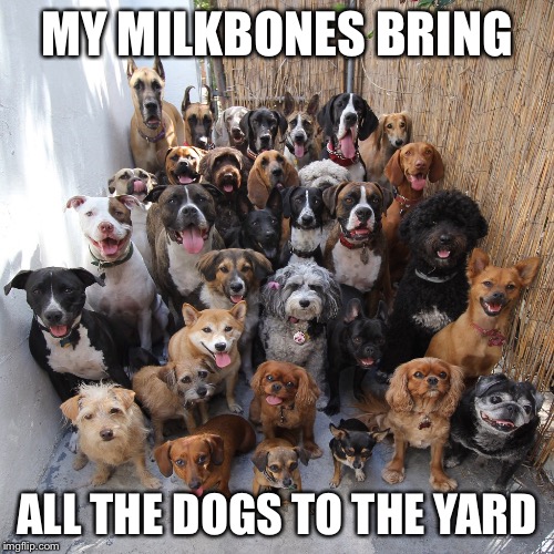 All the dogs in the yard | MY MILKBONES BRING; ALL THE DOGS TO THE YARD | image tagged in doge | made w/ Imgflip meme maker