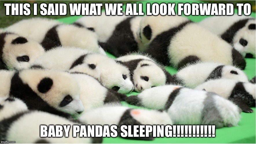 CUTE!!!!!! | THIS I SAID WHAT WE ALL LOOK FORWARD TO; BABY PANDAS SLEEPING!!!!!!!!!!! | image tagged in lots of babies | made w/ Imgflip meme maker