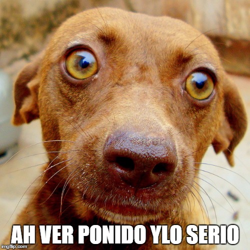 Wow-Dog | AH VER PONIDO YLO SERIO | image tagged in wow-dog | made w/ Imgflip meme maker
