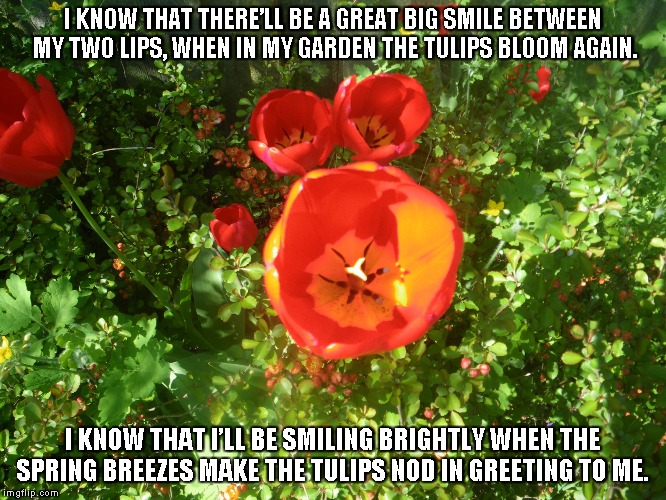 When Tulips Bloom | I KNOW THAT THERE’LL BE A GREAT BIG SMILE BETWEEN MY TWO LIPS, WHEN IN MY GARDEN THE TULIPS BLOOM AGAIN. I KNOW THAT I’LL BE SMILING BRIGHTLY WHEN THE SPRING BREEZES MAKE THE TULIPS NOD IN GREETING TO ME. | image tagged in tulips,smiles,tulipsblooming,springbreezes | made w/ Imgflip meme maker