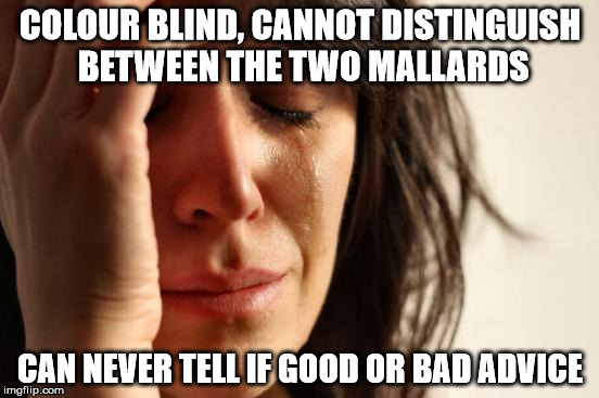 First World Problems Meme | COLOUR BLIND, CANNOT DISTINGUISH BETWEEN THE TWO MALLARDS; CAN NEVER TELL IF GOOD OR BAD ADVICE | image tagged in memes,first world problems | made w/ Imgflip meme maker