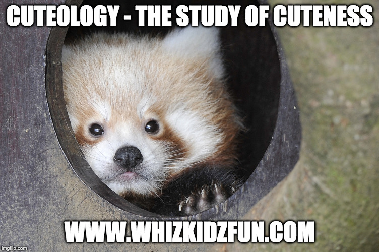 Cuteology | CUTEOLOGY - THE STUDY OF CUTENESS; WWW.WHIZKIDZFUN.COM | image tagged in science,cute,panda,baby | made w/ Imgflip meme maker