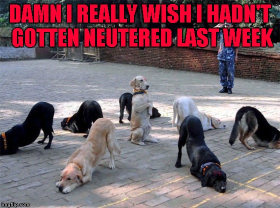 You never need something until you no longer have it!!! | DAMN I REALLY WISH I HADN'T GOTTEN NEUTERED LAST WEEK | image tagged in murphy's law,memes,neutered,funny,digs,animals | made w/ Imgflip meme maker