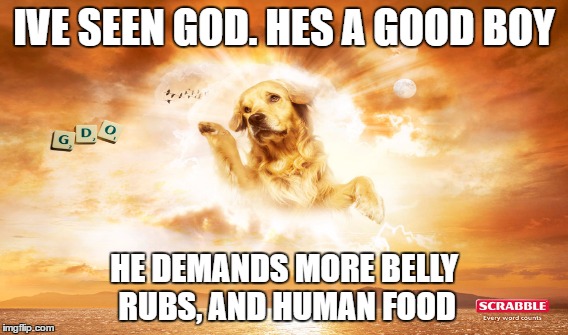 Dog God | IVE SEEN GOD. HES A GOOD BOY; HE DEMANDS MORE BELLY RUBS, AND HUMAN FOOD | image tagged in dog,god | made w/ Imgflip meme maker