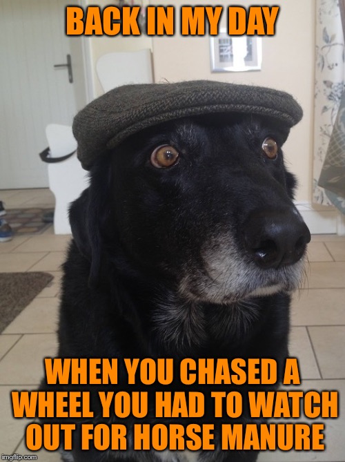 Chasing the wheel | BACK IN MY DAY; WHEN YOU CHASED A WHEEL YOU HAD TO WATCH OUT FOR HORSE MANURE | image tagged in back in my day dog,still lmfao,chasing a wheel,horse manure,biff tannen,my fav was part 2 | made w/ Imgflip meme maker