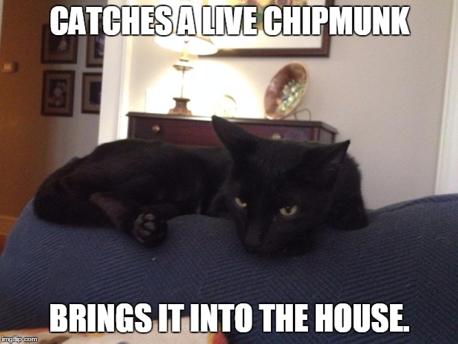 CATCHES A LIVE CHIPMUNK; BRINGS IT INTO THE HOUSE. | image tagged in cat on couch | made w/ Imgflip meme maker