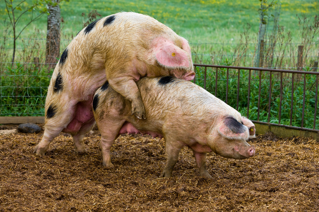 Making Bacon Blank Meme Template