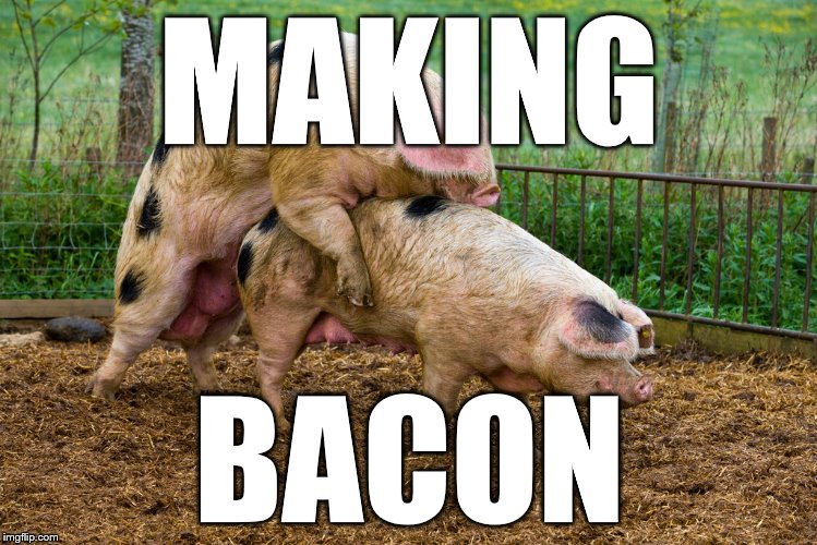 bacon Imgflip