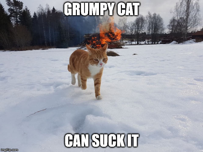 Mayhem Cat | GRUMPY CAT; CAN SUCK IT | image tagged in grumpy cat,mayhem,suck it | made w/ Imgflip meme maker