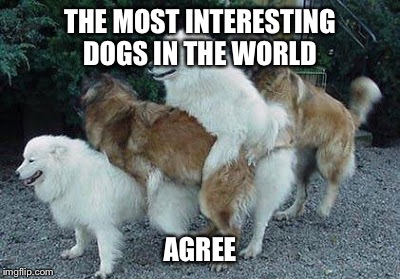 THE MOST INTERESTING DOGS IN THE WORLD AGREE | made w/ Imgflip meme maker