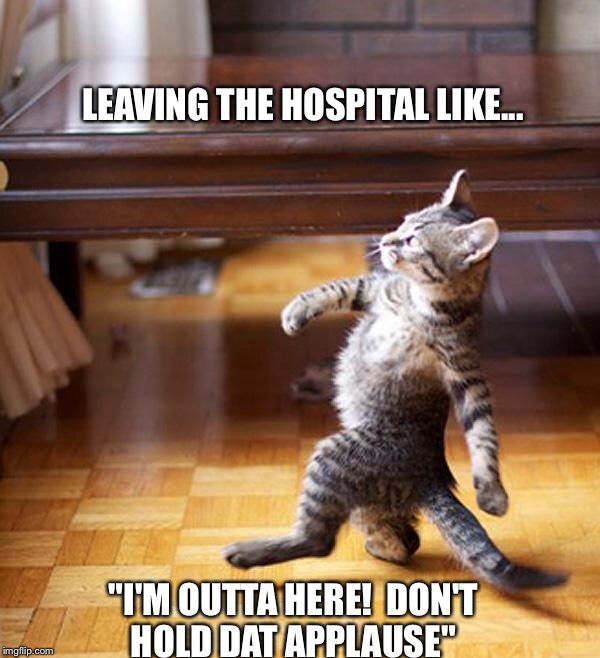 strutting kitten | LEAVING THE HOSPITAL
LIKE... "I'M OUTTA HERE!
 DON'T HOLD DAT APPLAUSE" | image tagged in strutting kitten | made w/ Imgflip meme maker