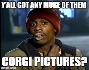 Y'all Got Any More Of That Meme | Y'ALL GOT ANY MORE OF THEM; CORGI PICTURES? | image tagged in memes,yall got any more of | made w/ Imgflip meme maker