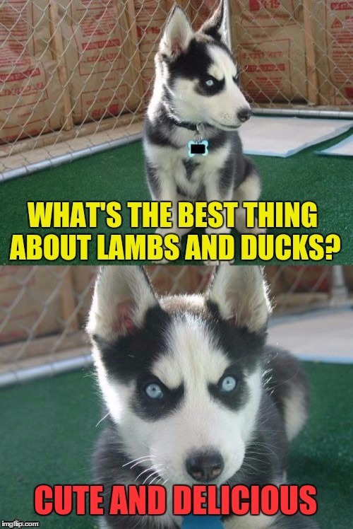 Untitled Image | image tagged in memes,animals,lambs,ducks,insanity puppy | made w/ Imgflip meme maker