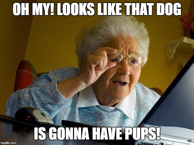Grandma Finds The Internet Meme | OH MY! LOOKS LIKE THAT DOG IS GONNA HAVE PUPS! | image tagged in memes,grandma finds the internet | made w/ Imgflip meme maker