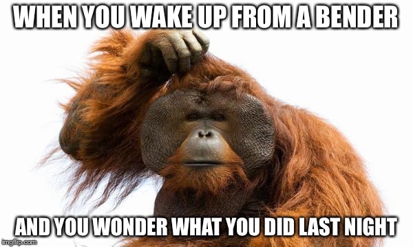 Alcohol is a hell of a drug | WHEN YOU WAKE UP FROM A BENDER; AND YOU WONDER WHAT YOU DID LAST NIGHT | image tagged in drunk,drinking,orangutan | made w/ Imgflip meme maker