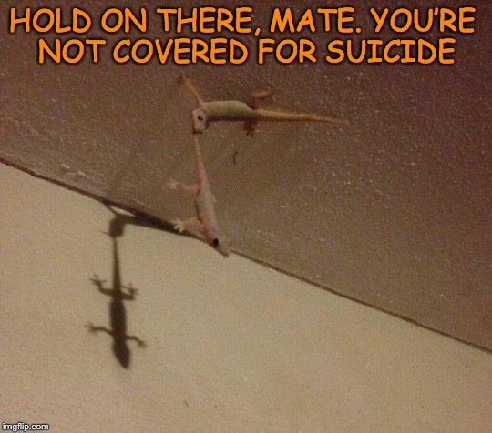Sticking with your policy  | HOLD ON THERE, MATE. YOU’RE NOT COVERED FOR SUICIDE | image tagged in geico gecko | made w/ Imgflip meme maker