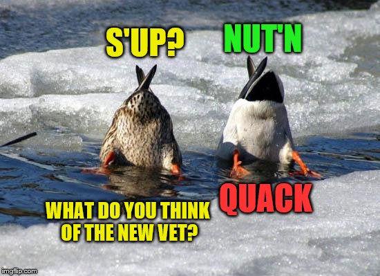 NUT'N; S'UP? QUACK; WHAT DO YOU THINK OF THE NEW VET? | image tagged in ducks,memes | made w/ Imgflip meme maker