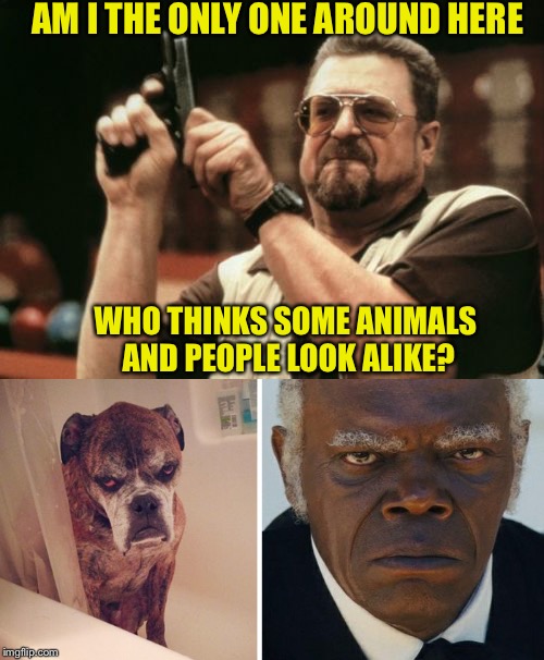 AM I THE ONLY ONE AROUND HERE; WHO THINKS SOME ANIMALS AND PEOPLE LOOK ALIKE? | image tagged in memes,am i the only one around here,animals to humans | made w/ Imgflip meme maker