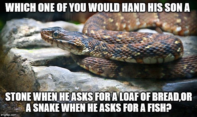 Republican school lunch |  WHICH ONE OF YOU WOULD HAND HIS SON A; STONE WHEN HE ASKS FOR A LOAF OF BREAD,OR A SNAKE WHEN HE ASKS FOR A FISH? | image tagged in bible,politics,political | made w/ Imgflip meme maker