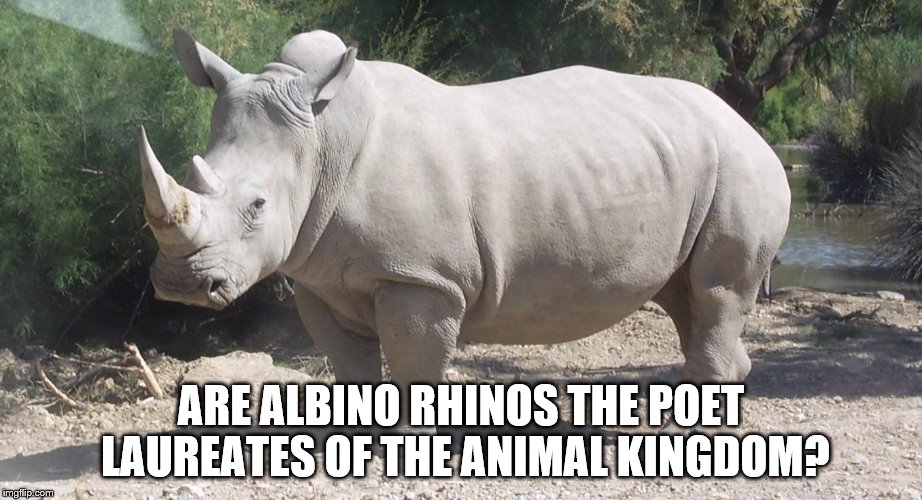 Oh To Be An Albino Rhino | ARE ALBINO RHINOS THE POET LAUREATES OF THE ANIMAL KINGDOM? | image tagged in animals,poetry | made w/ Imgflip meme maker