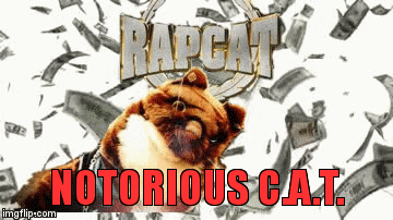 RAPCAT | image tagged in gifs,rap,cat,rapcat | made w/ Imgflip video-to-gif maker
