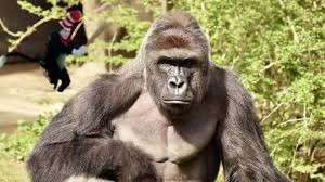 Horrific assassination of Harambe. Video footage of his executioner. Said he was hired by Hillary Clinton | image tagged in cat in the hat,assassination,harambe,hillary clinton,cat in the hat with a bat | made w/ Imgflip meme maker