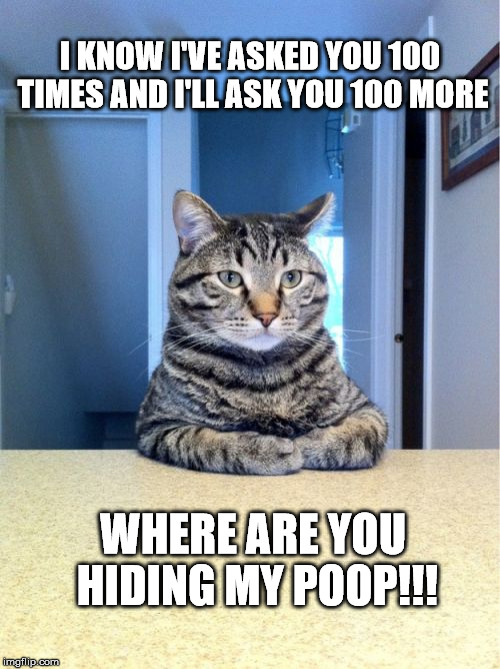 The great litter box mystery  |  I KNOW I'VE ASKED YOU 100 TIMES AND I'LL ASK YOU 100 MORE; WHERE ARE YOU HIDING MY POOP!!! | image tagged in memes,take a seat cat,poop,interrogation | made w/ Imgflip meme maker