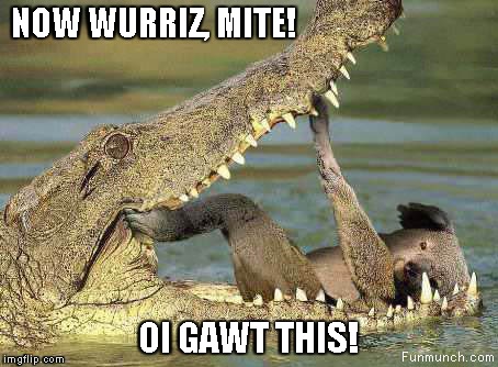 NOW WURRIZ, MITE! OI GAWT THIS! | image tagged in koala in crocs mouth | made w/ Imgflip meme maker