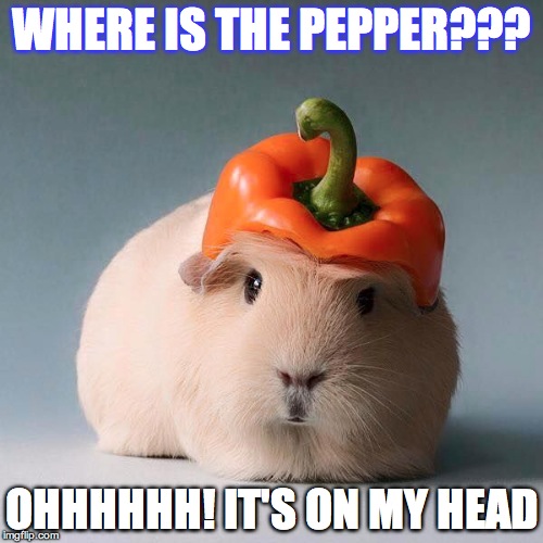 Guinea pig with vegetable | WHERE IS THE PEPPER??? OHHHHHH! IT'S ON MY HEAD | image tagged in guinea pig with vegetable | made w/ Imgflip meme maker