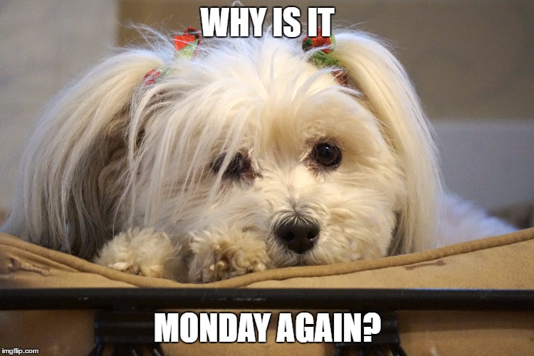 Why is it Monday again? | WHY IS IT; MONDAY AGAIN? | image tagged in monday,maisie,puppy,doggy,sleepy,cute | made w/ Imgflip meme maker