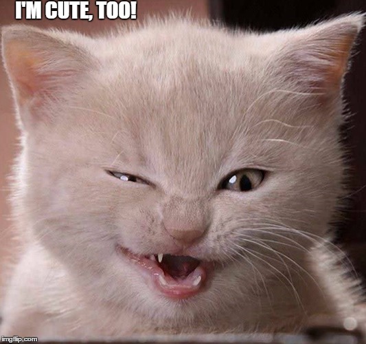 You Think Your Cats are Cute, well... | I'M CUTE, TOO! | image tagged in vince vance,funny cat memes,cute cat | made w/ Imgflip meme maker