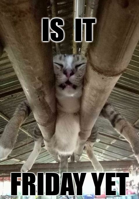 IS  IT; FRIDAY YET | image tagged in a cat nap above | made w/ Imgflip meme maker