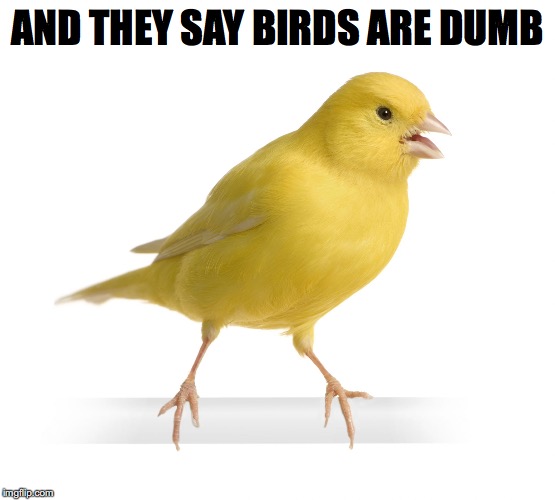 AND THEY SAY BIRDS ARE DUMB | made w/ Imgflip meme maker