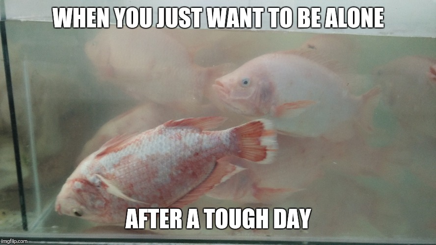 An introvert | WHEN YOU JUST WANT TO BE ALONE; AFTER A TOUGH DAY | image tagged in stress | made w/ Imgflip meme maker