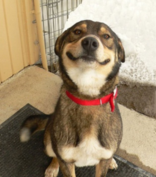 Smily dog Blank Meme Template