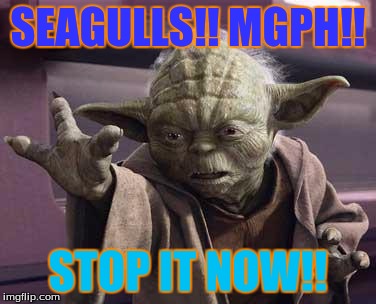 Yoda Stop | SEAGULLS!! MGPH!! STOP IT NOW!! | image tagged in yoda stop | made w/ Imgflip meme maker