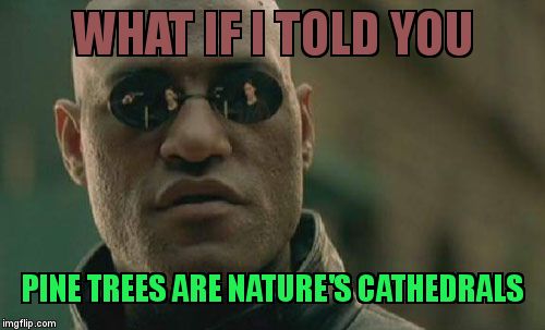 Matrix Morpheus Meme | WHAT IF I TOLD YOU; PINE TREES ARE NATURE'S CATHEDRALS | image tagged in memes,matrix morpheus | made w/ Imgflip meme maker