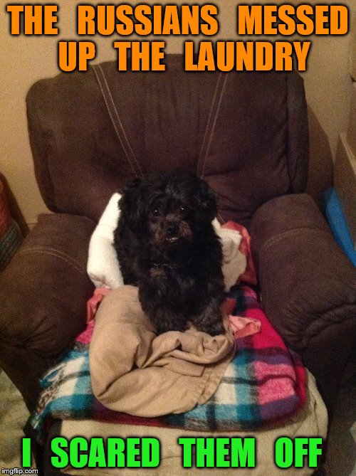 laundry  day | THE   RUSSIANS   MESSED  UP   THE   LAUNDRY; I   SCARED   THEM   OFF | image tagged in funny dogs | made w/ Imgflip meme maker
