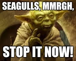 yoda | SEAGULLS, MMRGH, STOP IT NOW! | image tagged in yoda | made w/ Imgflip meme maker