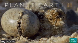 Waiting for my sibling - Planet Earth II | image tagged in gifs,planet earth,nestling | made w/ Imgflip video-to-gif maker