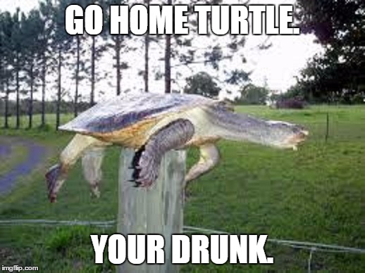 drunk turtle | GO HOME TURTLE. YOUR DRUNK. | image tagged in go home youre drunk,turtles | made w/ Imgflip meme maker
