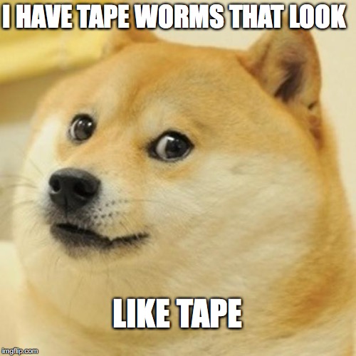 Doge Meme | I HAVE TAPE WORMS THAT LOOK; LIKE TAPE | image tagged in memes,doge | made w/ Imgflip meme maker