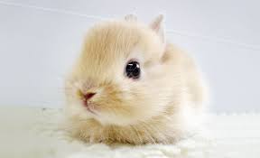 cute bunny Blank Meme Template