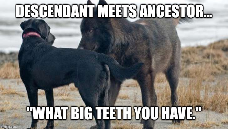 DESCENDANT MEETS ANCESTOR... "WHAT BIG TEETH YOU HAVE." | image tagged in dog meets wolf | made w/ Imgflip meme maker